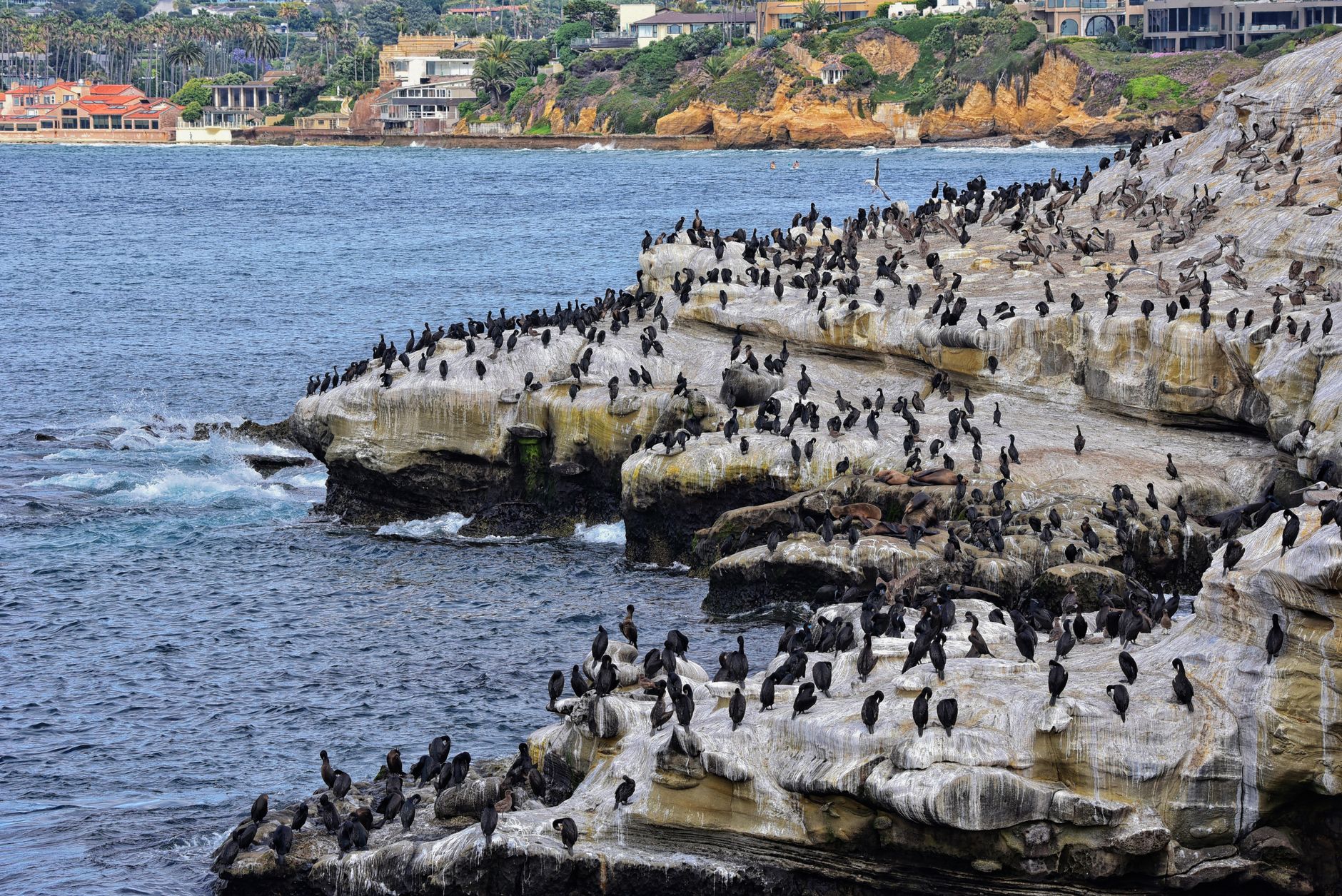La Jolla Cove